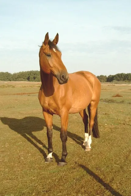 Reiterhof Harms Norderney Pferd